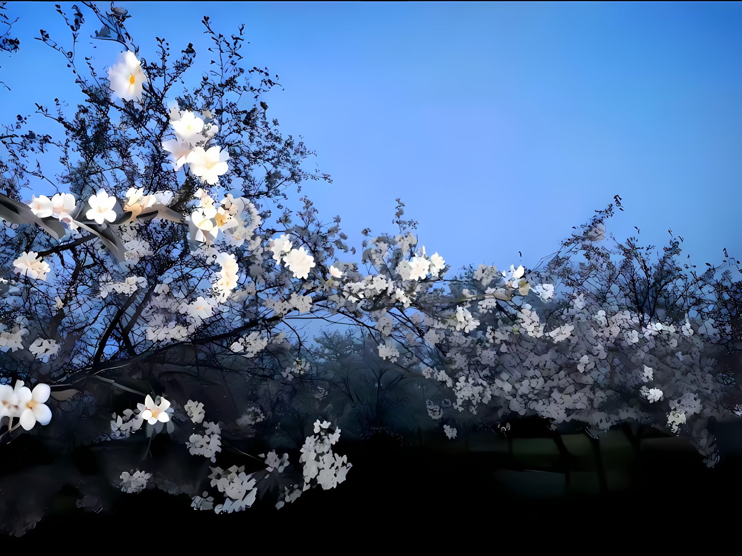 3k白色花树蓝天壁纸｜自然风景 – 花枝白花
