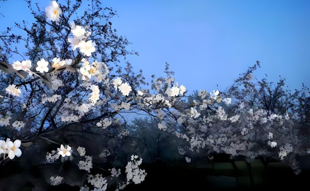 3k白色花树蓝天壁纸｜自然风景 – 花枝白花